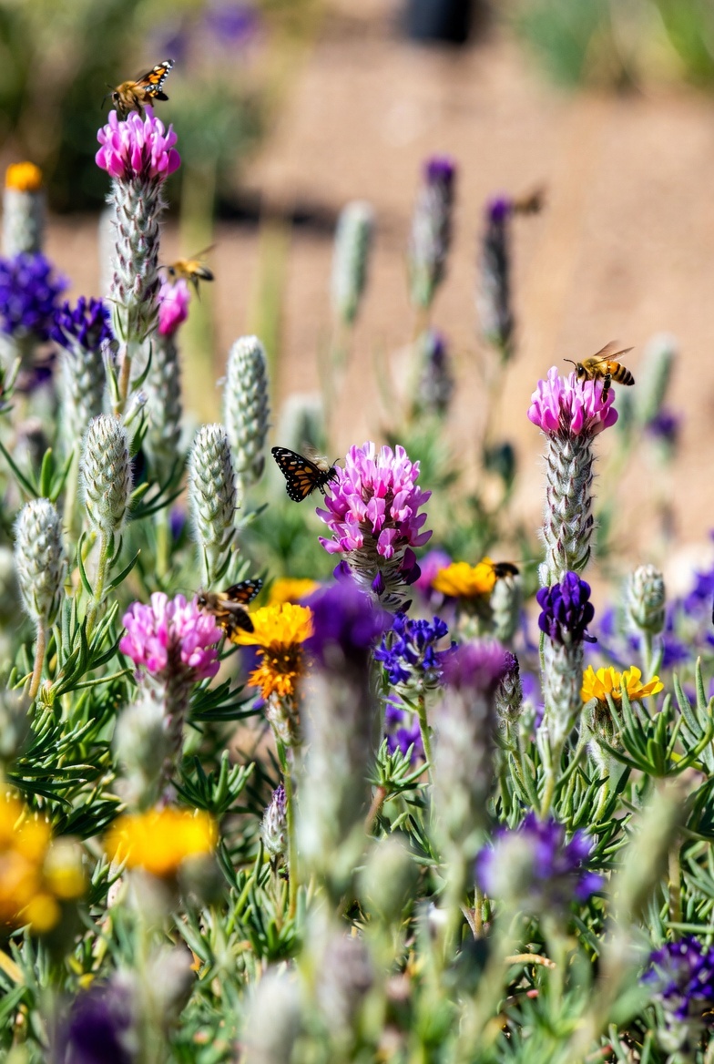 Pollinator Haven Guide Native Plants and Tips for Arid Regions