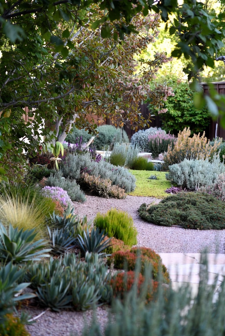 Top 10 Drought Tolerant Plants to Create Your Backyard Oasis
