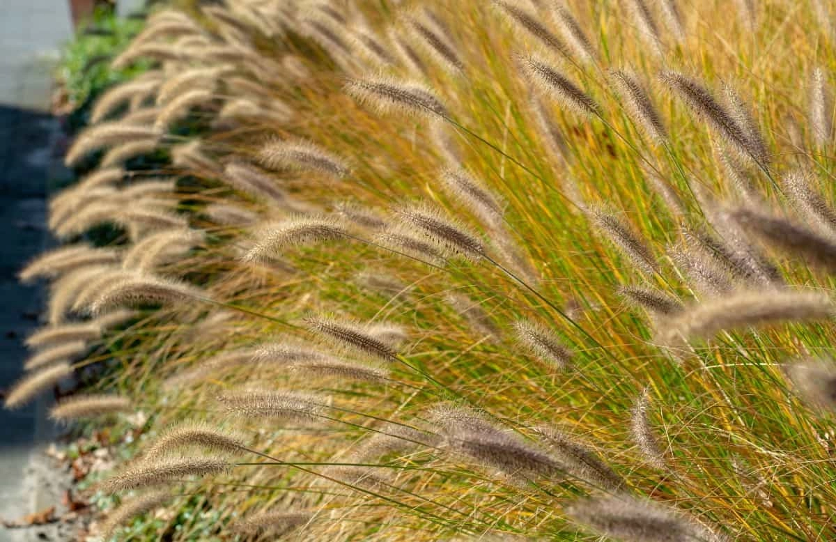 15 Best Ornamental Grasses for a Stunning Desert Paradise Yard