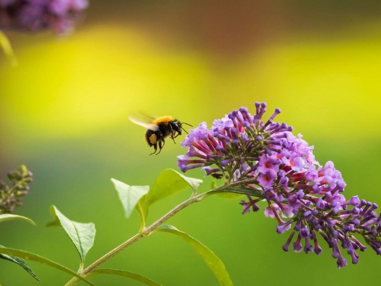 How to Create a Low Water Pollinator Garden with Native Plants
