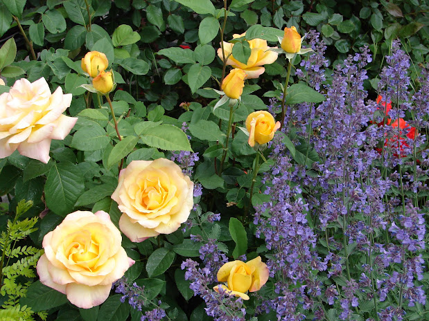 The First Principle of Xeriscape is Design