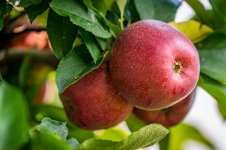 Fresh red apples hanging from a tree branch surrounded by green leaves, perfect for harvest season.
