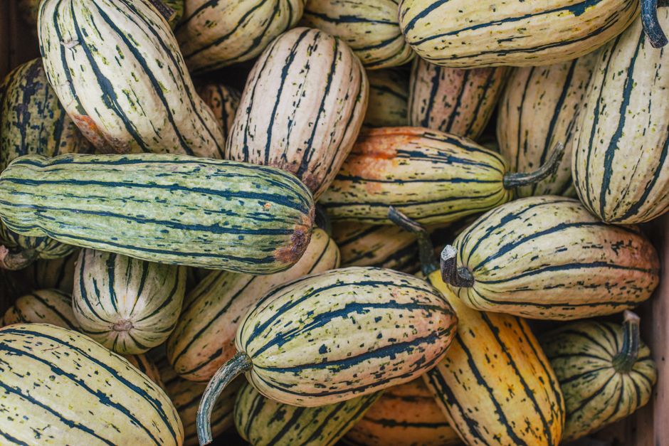 Close-up of fresh delicata squashes showcasing texture and fall colors.