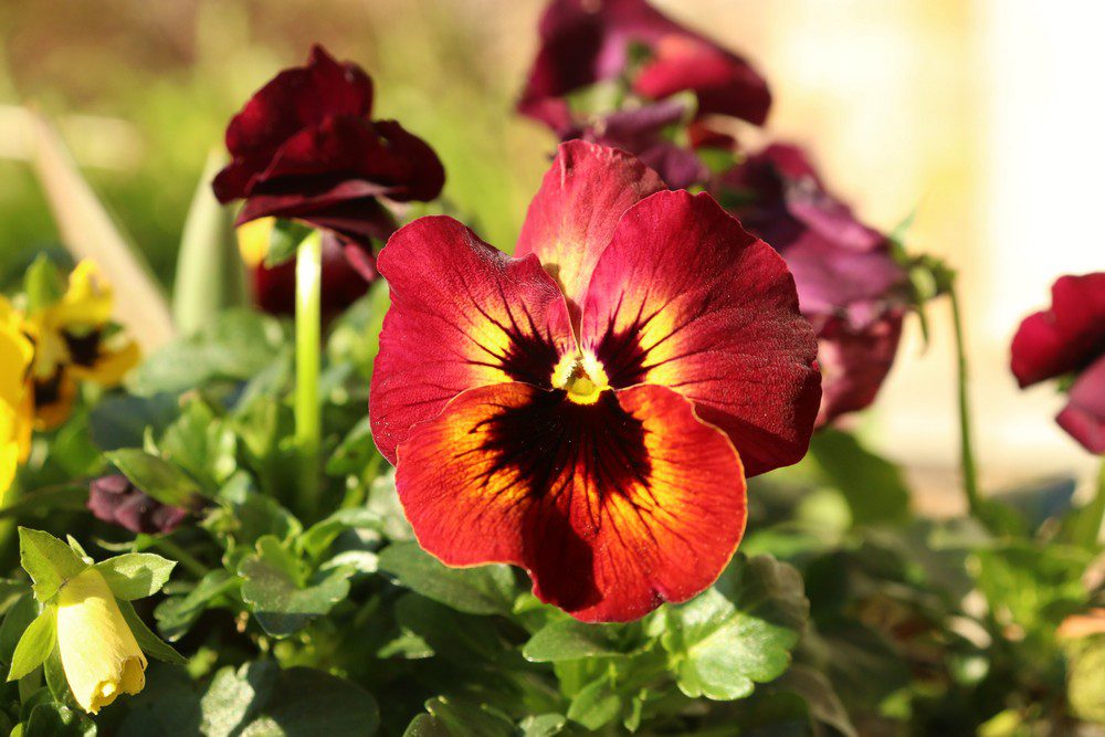 A Plantsman’s Confession