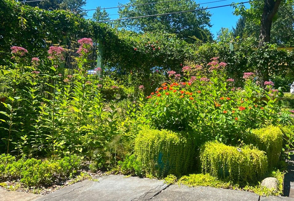 Garden photos for winter blues and general hysteria