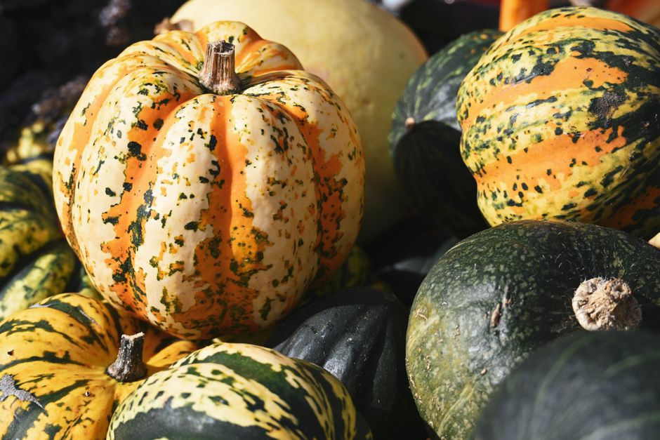 A vibrant collection of decorative pumpkins ideal for autumn themes and harvest festivals.