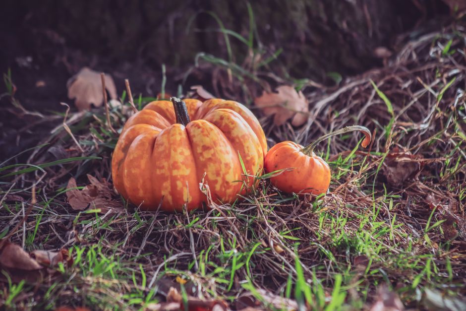 Close-up of pumpkins on grass, capturing the autumnal essence with vibrant colors.