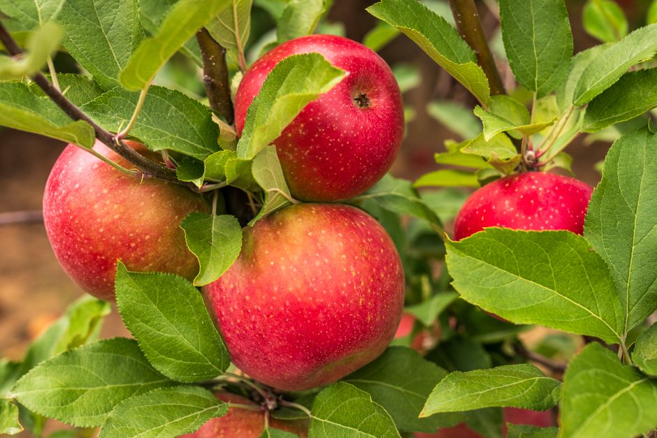 A vibrant close-up of ripe red apples hanging on tree branches, surrounded by lush green leaves.