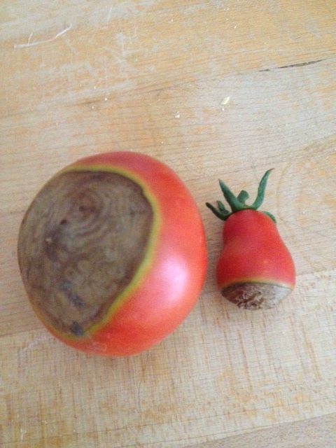 Blossom End Rot