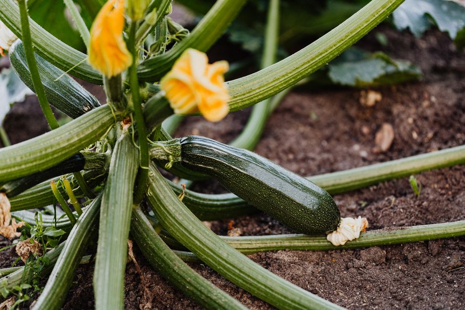 Fresh zucchini growing on the plant with yellow blossoms